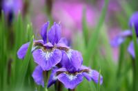 blue iris flowers