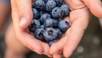 hands holding fresh blueberries